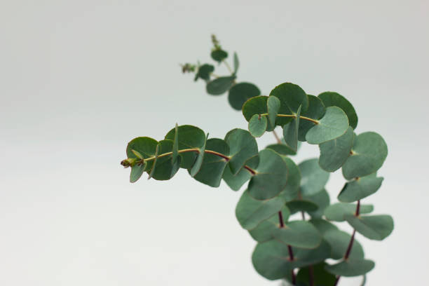 istock The eucalyptus branches in glass with water on white background 949346848