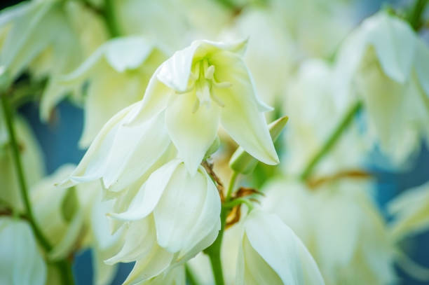 istock Yucca flower near the house. 949347054