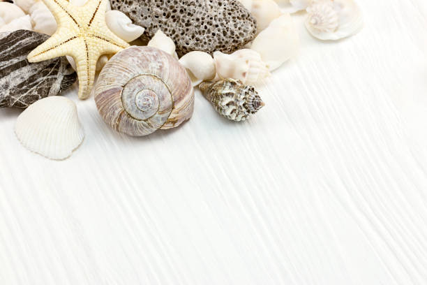 istock various seashells, starfish, and pebble on white wooden background 949347492