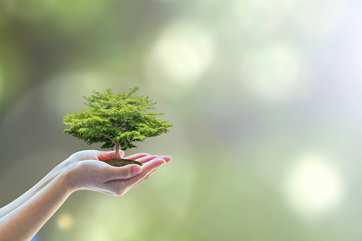 Tree planting on volunteer's hands for saving environmental ecosystem and natural preservation concept