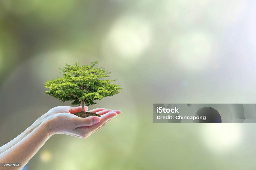 Tree planting on volunteer's hands for saving environmental ecosystem and natural preservation concept Environment Stock Photo