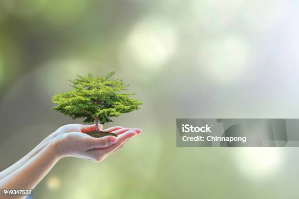 Tree Planting On Volunteers Hands For Saving Environmental Ecosystem And Natural Preservation Concept Stock Photo - Download Image Now