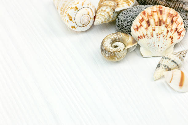 istock various seashells and scallops on white old wooden background 949347818