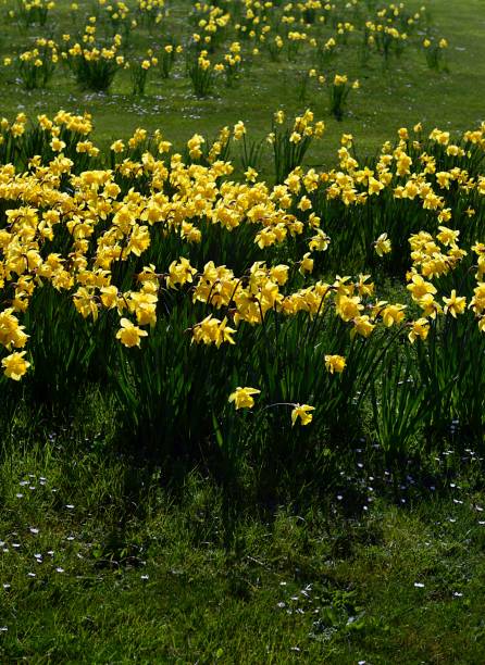 istock Daffodils in an English Field 949350466