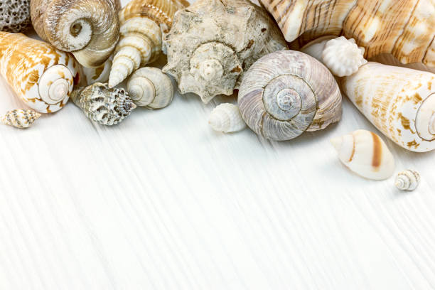 istock colorful seashells on white painted wooden background 949350538