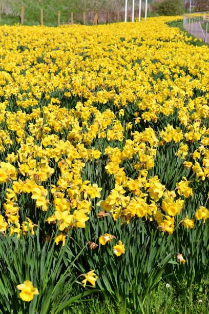 istock Daffodils in an English Field 949350898