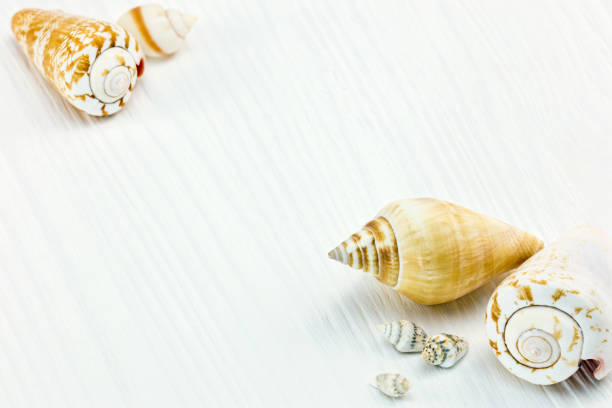 istock seashells on white wooden planks surface. macro view. 949350992