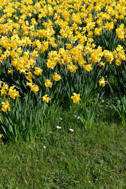 istock Daffodils in an English Field 949351284