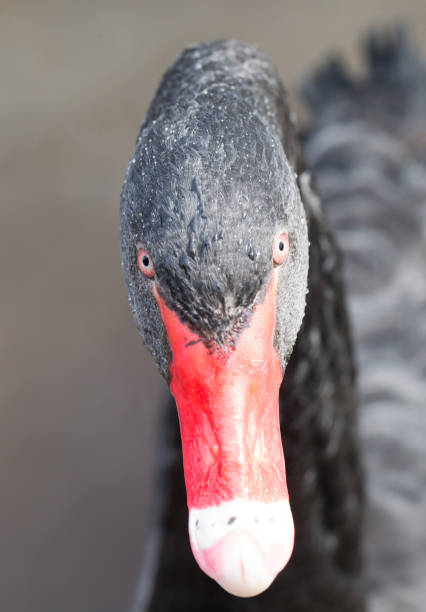 istock Closeup of a black swan 949352490