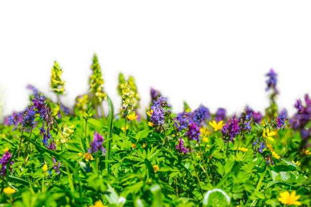 istock closeup spring flowers isolated on a white background, natural background 949356584