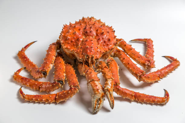istock a king crab lies on a white background 949359636