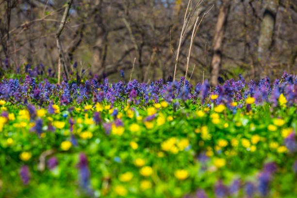 istock closeup flowers on a forest glade 949359700