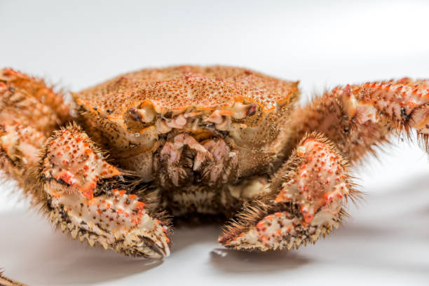istock crab bristly hairy lie on white background 949359860