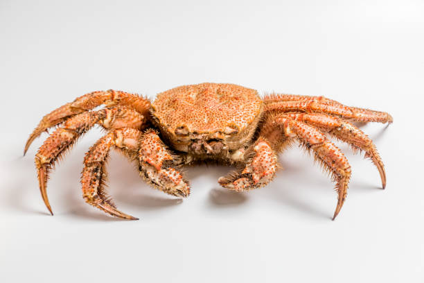 istock crab bristly hairy lie on white background 949359888