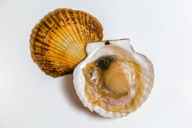 istock Scallop in shell lies on white background 949360586