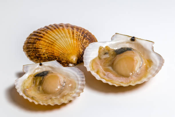 istock Scallop in shell lies on white background 949360592
