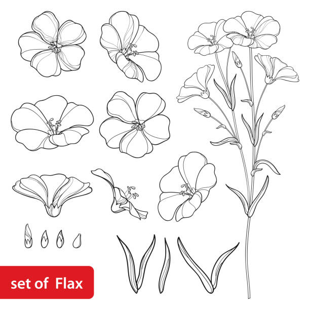 illustrazioni stock, clip art, cartoni animati e icone di tendenza di set vettoriale con contorno mazzo di fiori di lino o lino o linum, bocciolo e foglia in nero isolato su sfondo bianco. - cut out flower bud clipping path