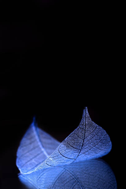 istock Skeleton leaves on blured background, close up 949364590