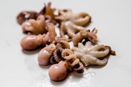 small octopuses lie on a white background