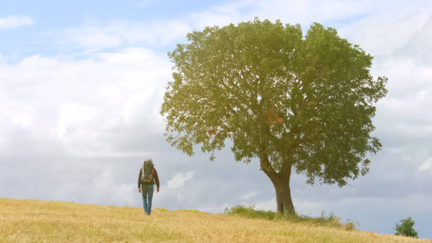 istock Male backpacker going into high hills, active lifestyle, ecotourism vacation 949366682