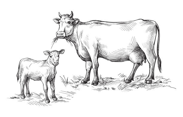 sketches of cows and calf drawn by hand. livestock. cattle. animal grazing. vector illustration