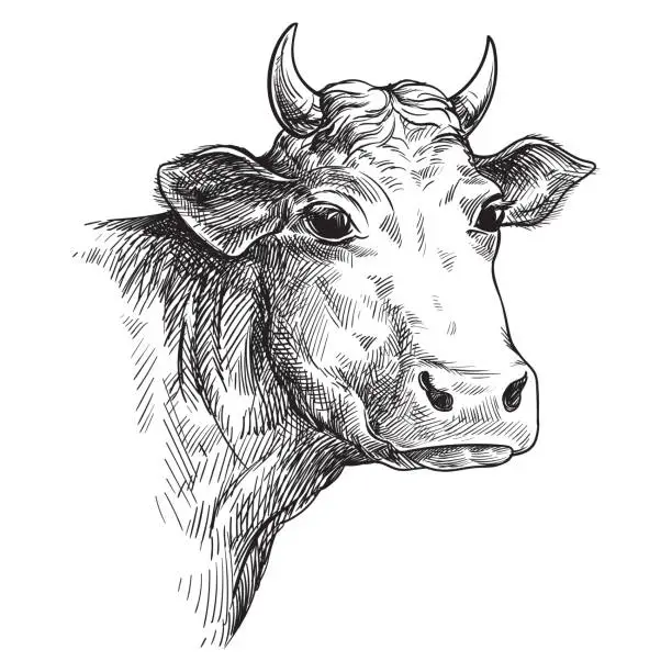 Vector illustration of sketches of face cow drawn by hand. livestock. cattle. animal grazing