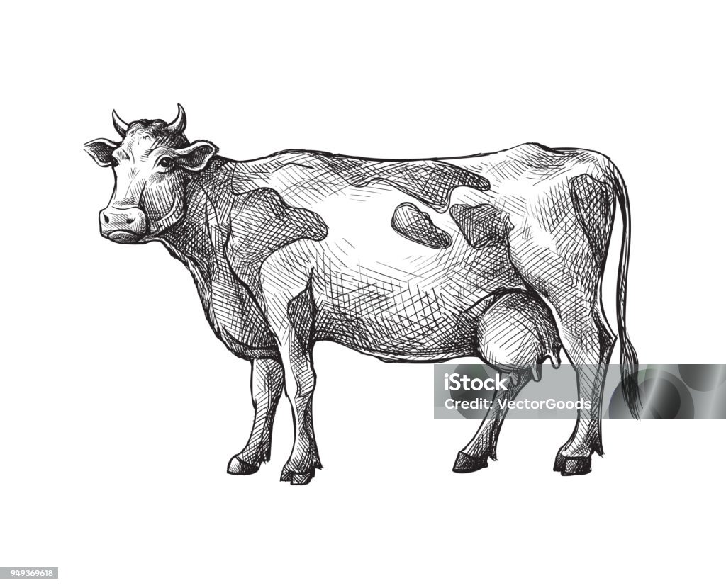 sketches of cow drawn by hand. livestock. cattle. animal grazing sketches of cow drawn by hand. livestock. cattle. animal grazing vector illustration Cow stock vector