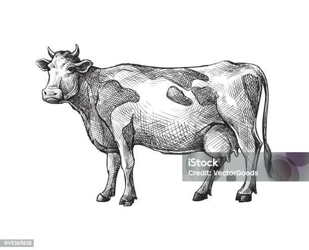 Sketches Of Cow Drawn By Hand Livestock Cattle Animal Grazing Stock Illustration - Download Image Now