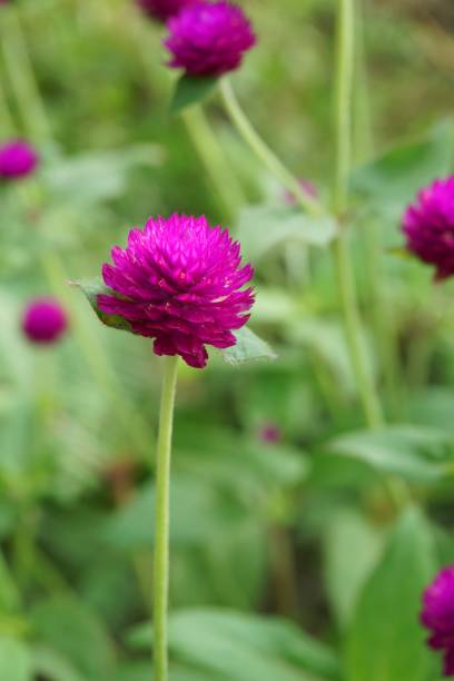 istock Gomphrena globosa flower in nature garden 949371822