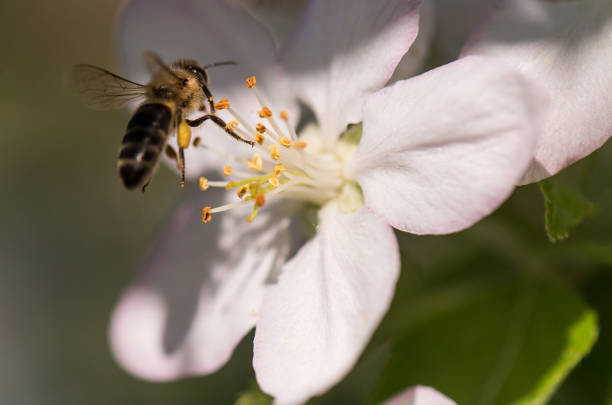 istock Bee on a gentle white flowers of cherry tree - prunus cerasus 949374600