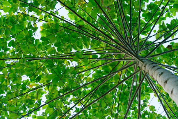 istock Natural fresh green leaves on the tree 949376898