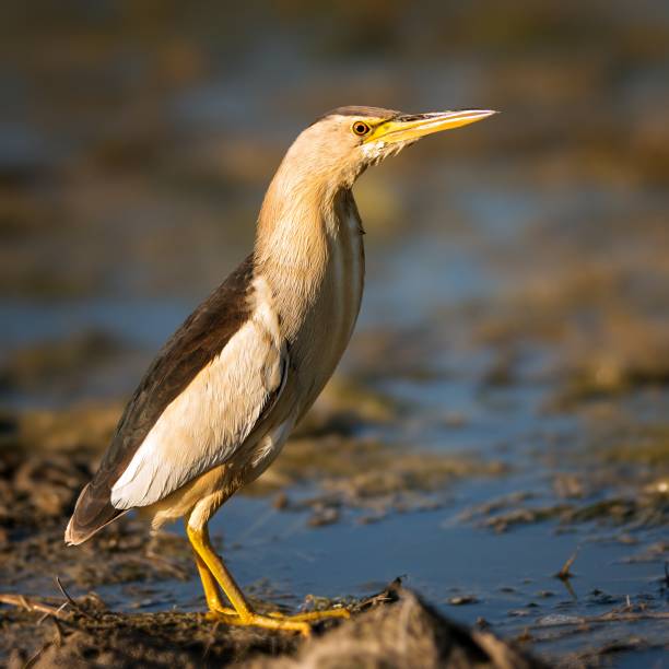 istock Little bittern standing in the water and looking at the camera 949383558