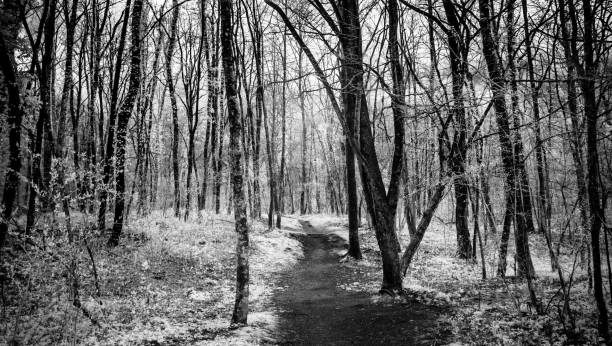 istock background of lush forest landscape in the springtime 949384070