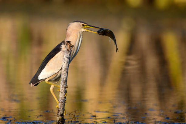 istock Little bittern holds on to a stick with a big fish in its beak. 949384088