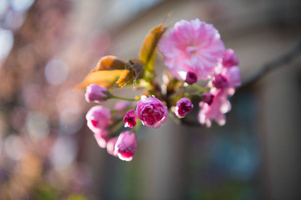 Pink Japanese cherry-tree blossom. Sakura. Cherry blossom branch with beautiful soft nature background