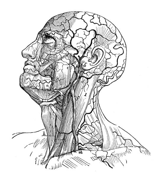 인체 해부학의 그림 골동품: 목과 머리 정 맥 - pencil drawing drawing anatomy human bone stock illustrations