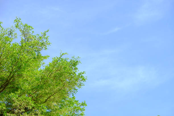 istock The green leaf of the tree and the blu sky 949385684
