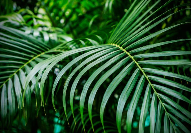 istock Green tropical palm leaves background 949386350