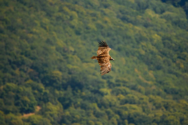buitre negro (aegypius monachus) vuela sobre el bosque - cinereous fotografías e imágenes de stock