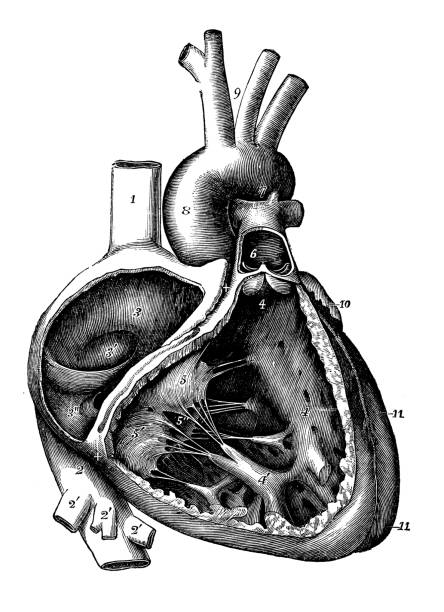 istock Antique illustration of human body anatomy: Heart 949389292