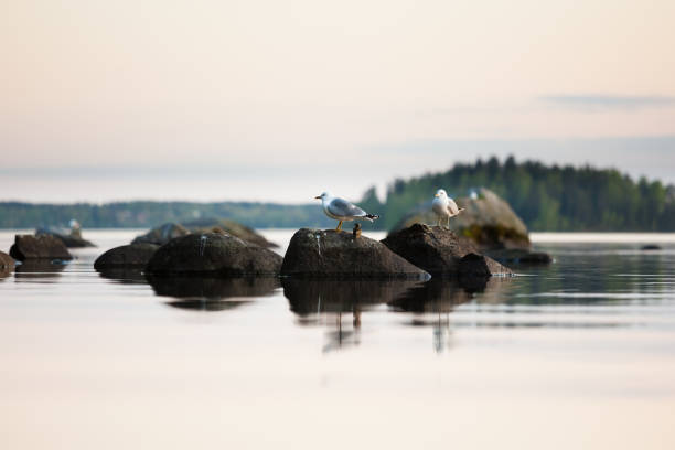 Seagulls on rock at calm lake sunset light