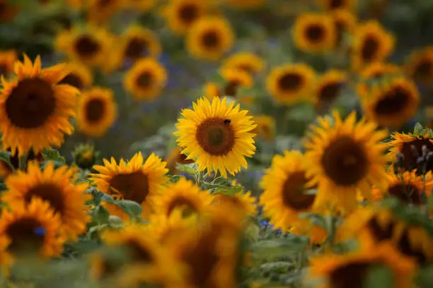 Blooming sunflowers. Blooming Sun flowers.