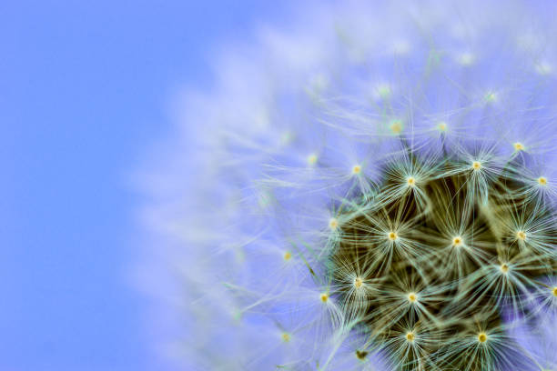 istock macro view of a white dandelion on a bright purple background 949389696