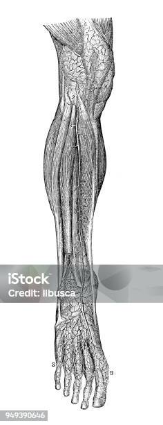 Antique Illustration Of Human Body Anatomy Leg Arteries Stock Illustration - Download Image Now