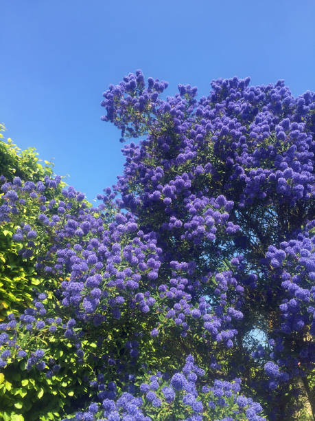 istock purple lilac bush with blue sky 949390876