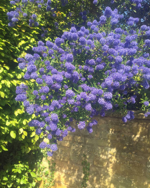 istock purple lilac bush with Cotswold brick wall 949390960