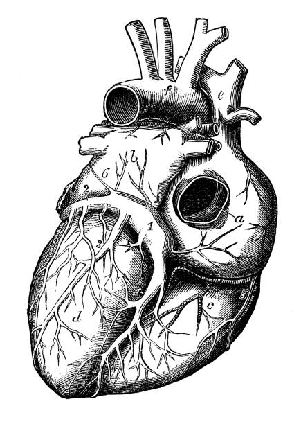 ilustraciones, imágenes clip art, dibujos animados e iconos de stock de antigua ilustración de la anatomía del cuerpo humano: corazón - pencil drawing drawing anatomy human bone
