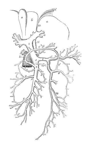アンティークの人体解剖図: 肝静脈図 - engraved image engraving liver drawing点のイラスト素材／クリップアート素材／マンガ素材／アイコン素材