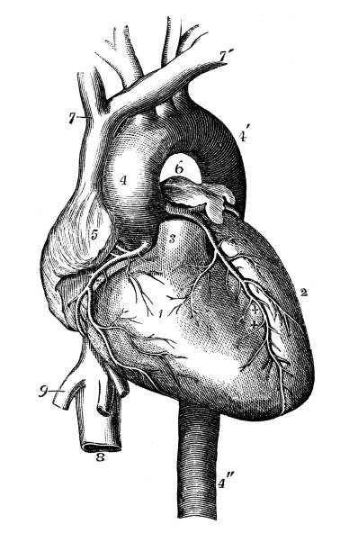 Antique illustration of human body anatomy: Heart Antique illustration of human body anatomy: Heart human heart sketch stock illustrations