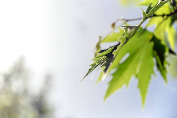 This is part of nature view by the river. Plane Tree Leaf with sun.